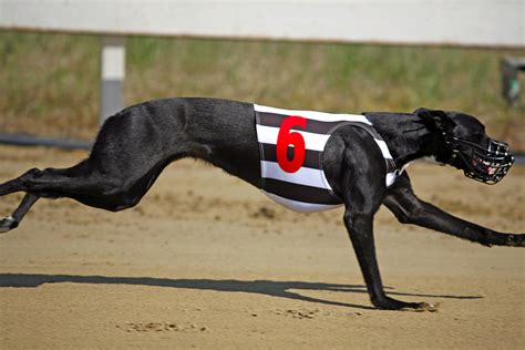 sporting life greyhounds tips|Greyhound Tips: A trap.
